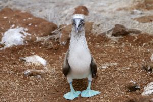 Blue Footed Cross Eyed Booby.jpg